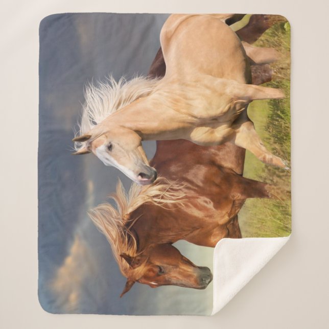 Couverture Sherpa Meilleurs amis (Devant)