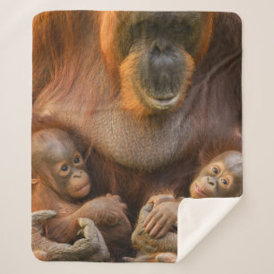 Couverture Sherpa Mère Orangoutane tenant deux bébés