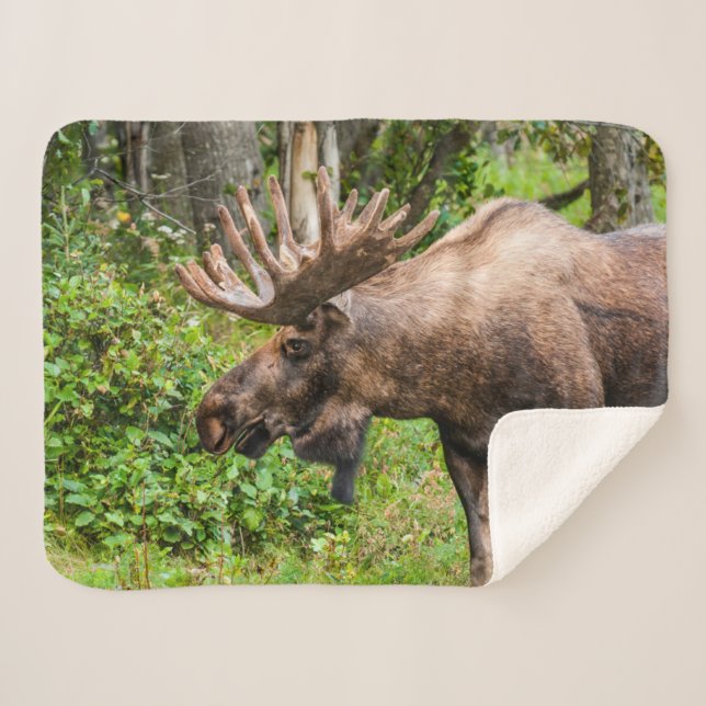 Couverture Sherpa Moose | Kenai Peninsula, Alaska (Devant (Horizontal))