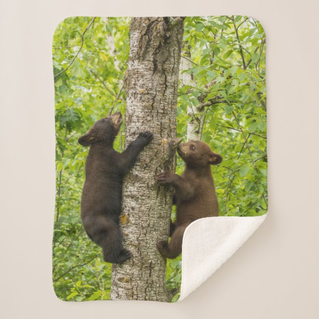 Couverture Sherpa Oursons de l'ours noir grimpant à l'arbre (Devant)