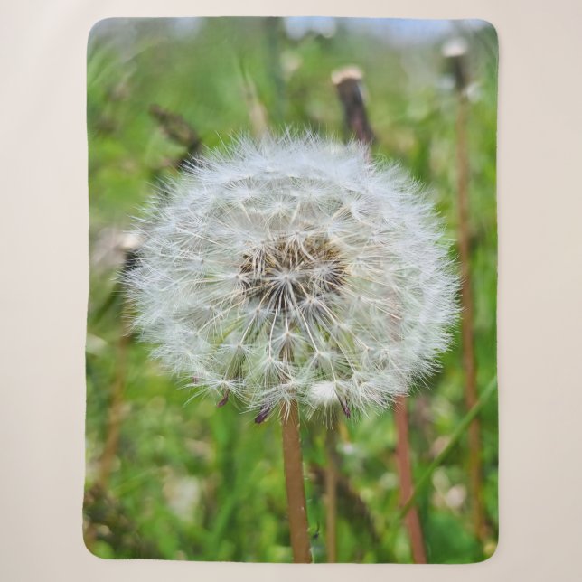 Couverture Sherpa Parfaite dent-de-lion – Photographie botanique mac (Devant)