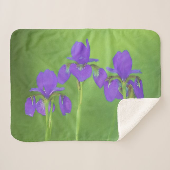 Couverture Sherpa Peinture Iris Violet - Art Fleur Originale (Devant (Horizontal))