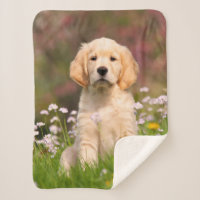 Photo mignonne d'animal de visage de chiot de