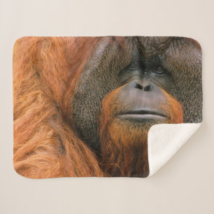 Couverture Sherpa Portrait de mâle orang-outan, Géorgie, États-Unis