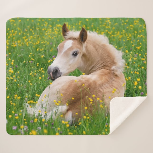 Couverture Sherpa Poulain mignon de cheval de Haflinger se reposant (Devant (Horizontal))