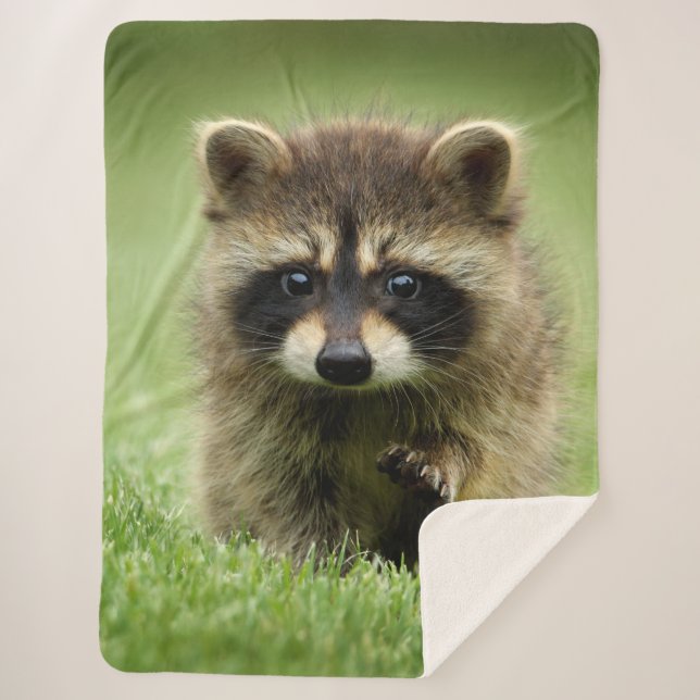 COUVERTURE SHERPA RACCOON BABY (Devant)
