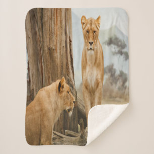 Couverture Sherpa Règles de responsabilité