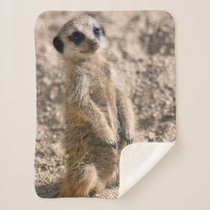 Couverture Sherpa stagiaire sentinelle