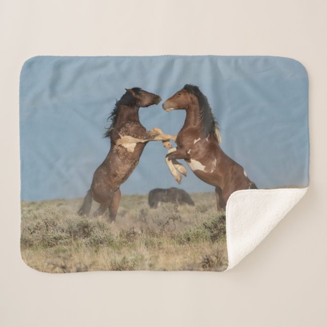 Couverture Sherpa Stallions de Cheval Sauvage combattant (Devant (Horizontal))