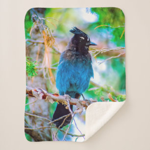 Couverture Sherpa Steller's Jay - Photographie originale