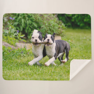 Couverture Sherpa Sympa drôles Boston Terrier chiens chiots jouer -