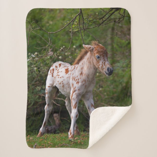 Couverture Sherpa Taches de rousseur (Devant)