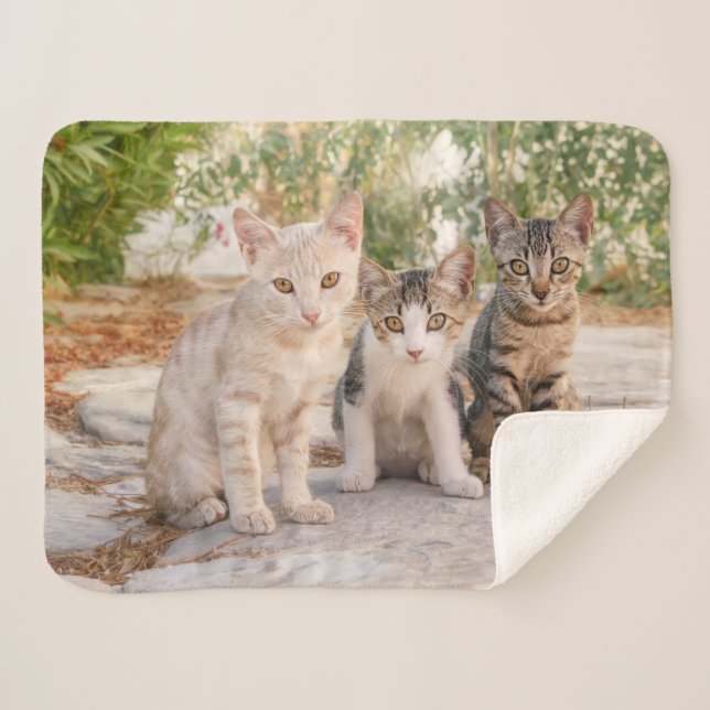 Couverture Sherpa Three young cute cat kittens sit friendly together (Devant (Horizontal))