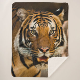 COUVERTURE SHERPA TIGER