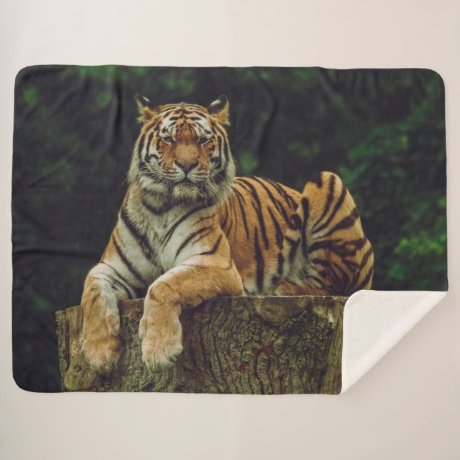 COUVERTURE SHERPA TIGER AU REPOS (Devant (Horizontal))
