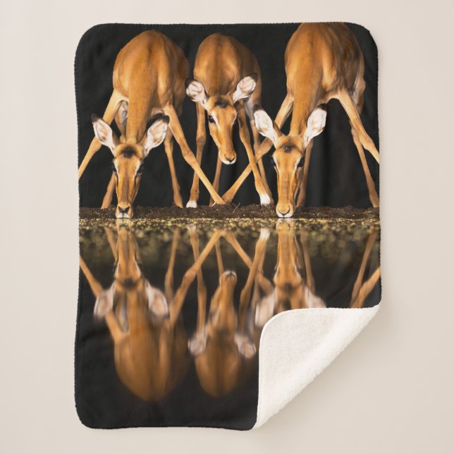 Couverture Sherpa Trois impalas boivent ensemble la nuit (Devant)