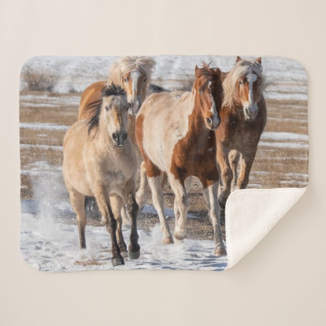 Couverture Sherpa Troupeau de chevaux de races mixtes courant dans l (Devant (Horizontal))