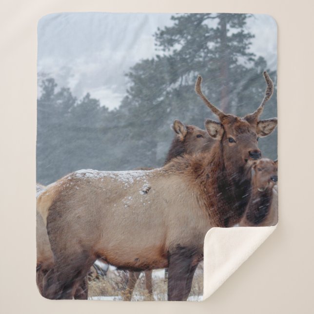 COUVERTURE SHERPA UN GROUPE DE DEERS (Devant)