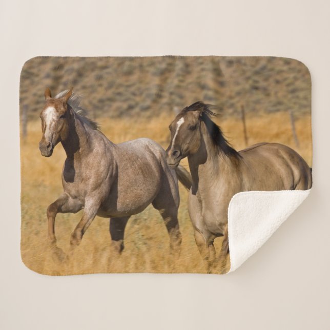 Couverture Sherpa Vie de ranch au Ponderosa Ranch (Devant (Horizontal))