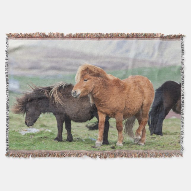Couverture Shetland Pony, Shetland Islands, Écosse 2 (Devant)