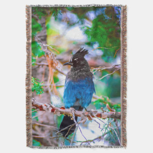 Couverture Steller's Jay - Photographie originale