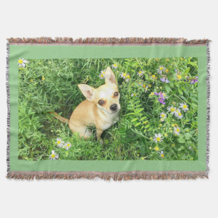 Couverture Tapisserie de Chihuahua "sauge vert" lancer.