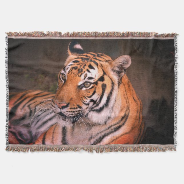 Couverture Tigre (Devant)