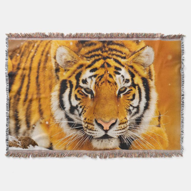 Couverture Tigre de Sibérie (Devant)