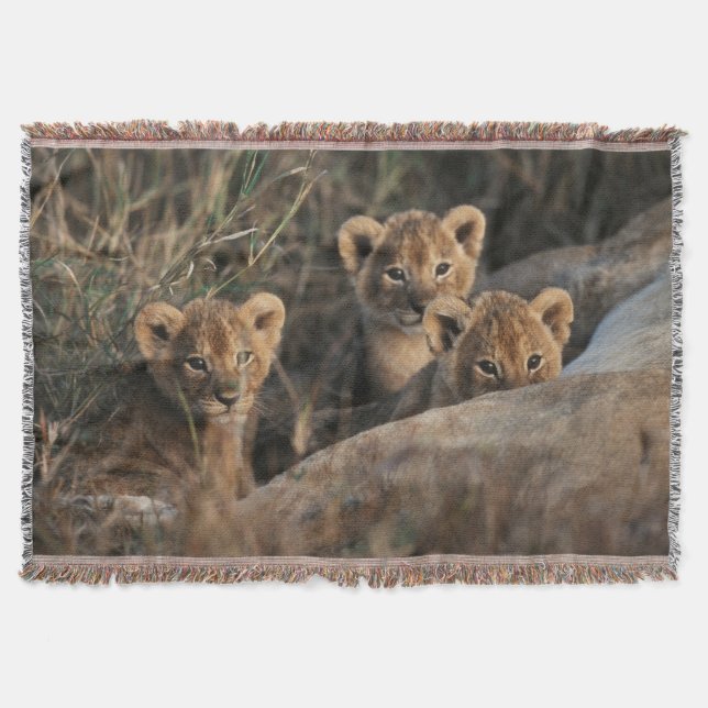 Couverture Trio de lionceaux avec leur mère (Devant)