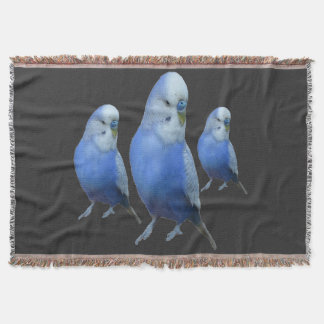 Couverture trois perruches bleues