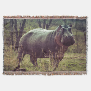 Couverture Un hippopotame à la caméra en Afrique