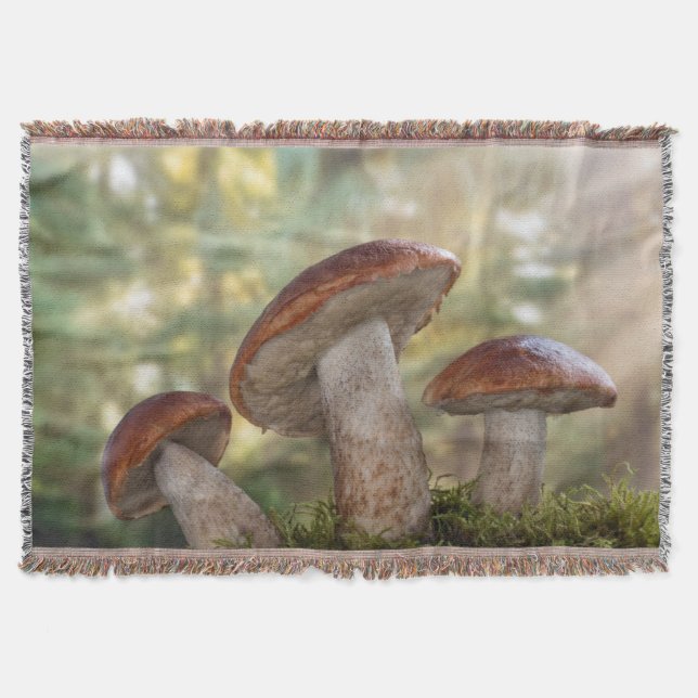 Couverture USA, Washington, Seabeck. Leccinum Insigne (Devant)