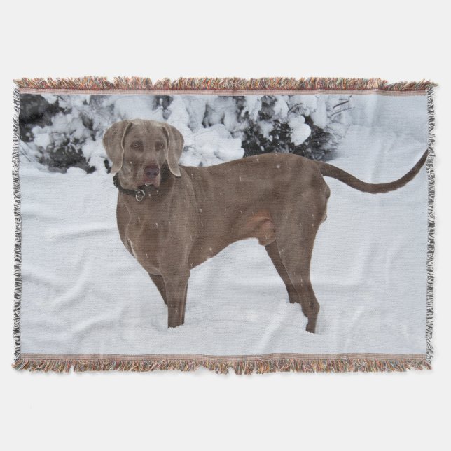 Couverture Weimaraner En Hiver (Devant)