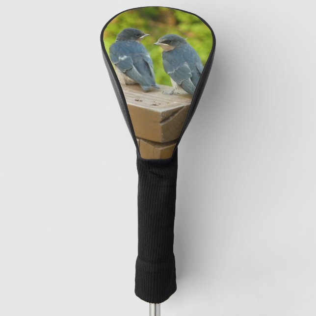 Couvre-club De Golf Bébé Grange hirondelle Nature Oiseau Photographie (Devant)