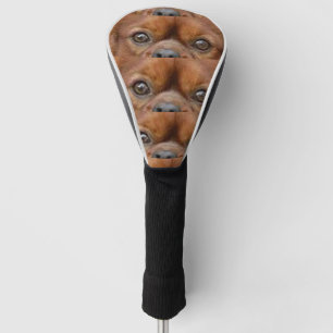 Couvre-club De Golf Cavalier_King_Charles_Spaniel_-_rubis yeux