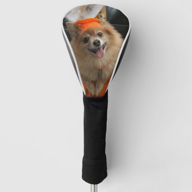Couvre-club De Golf Chiot rusé de sourire de Pomeranian en citrouille (Devant)