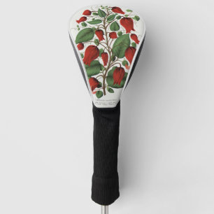 Couvre-club De Golf Clematis Coccinea Vintage Fleur Rouge Art