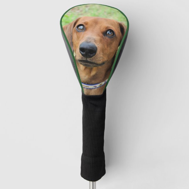 Couvre-club De Golf Dachshund (Devant)
