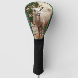 Couvre-club De Golf Drôle Mouton de Bighorn dans le parc national Zion