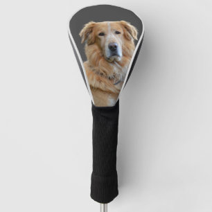 Couvre-club De Golf Golden Tetriever Chien Isolé
