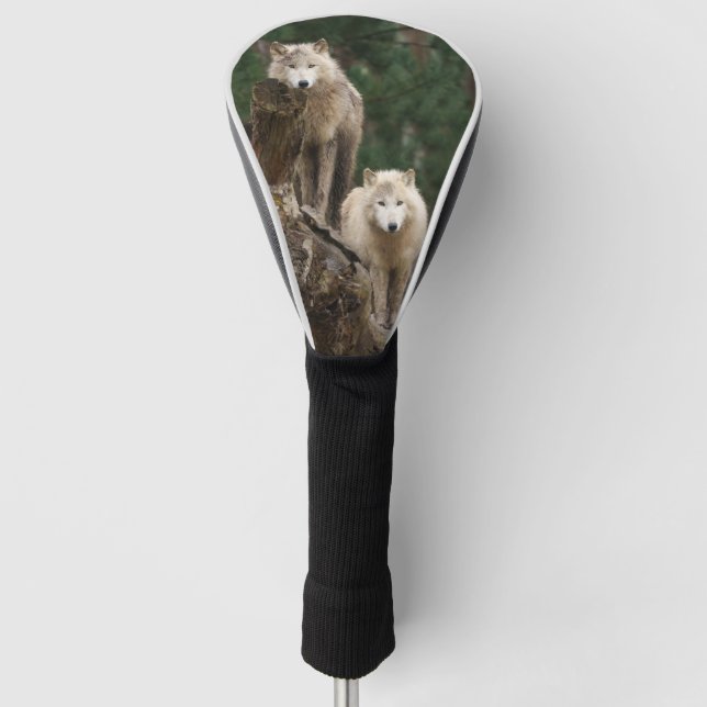 Couvre-club De Golf Le royaume des loups blancs (Devant)