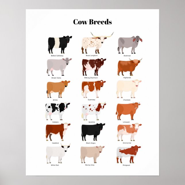 cow breeds poster (Devant)