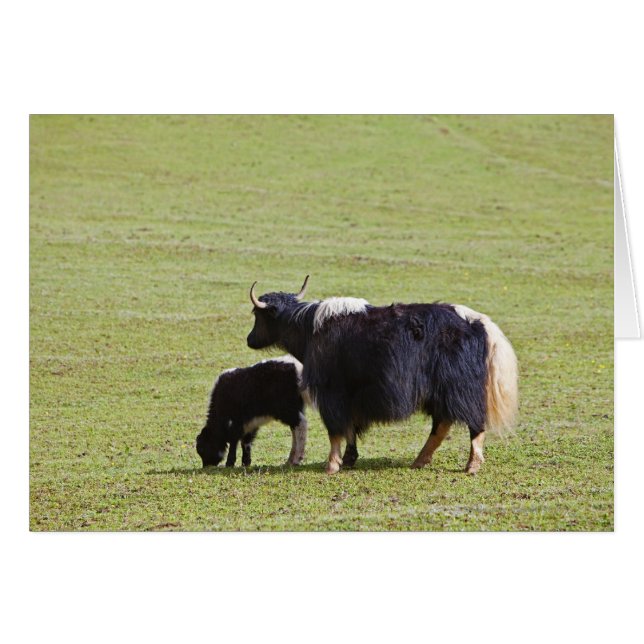 Cow & Calf Yak | Lijiang (Devant horizontal)
