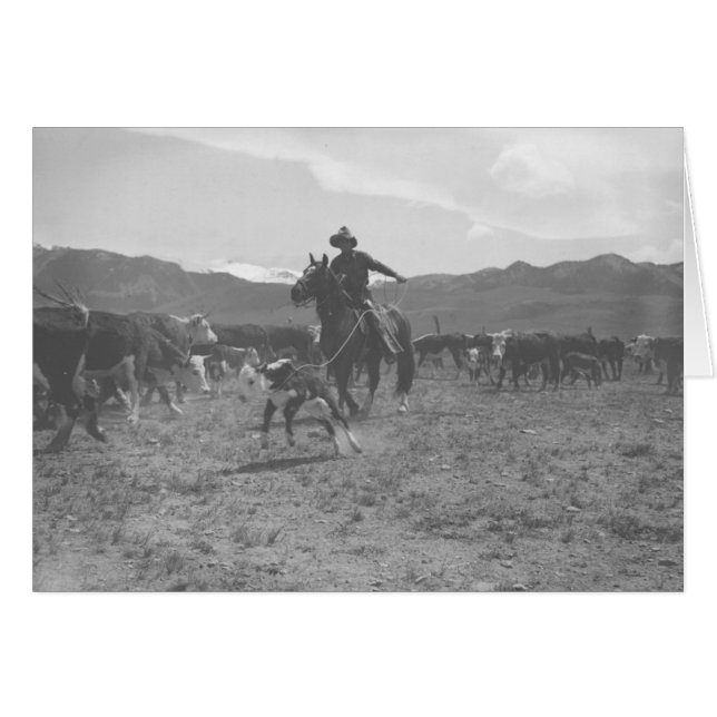 Cowboy roping un veau pour le marquage à chaud de (Devant horizontal)