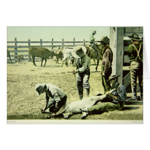 Cowboys américains faisant la marque d'un veau, ve