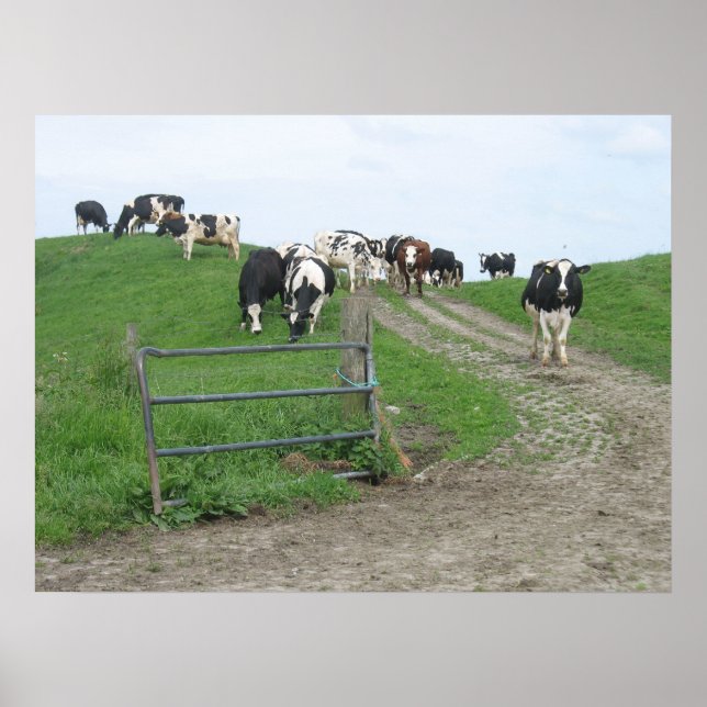 Cows Photo Poster (Devant)