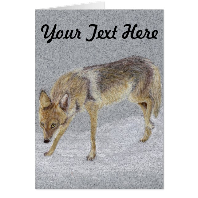 Coyote (Devant)