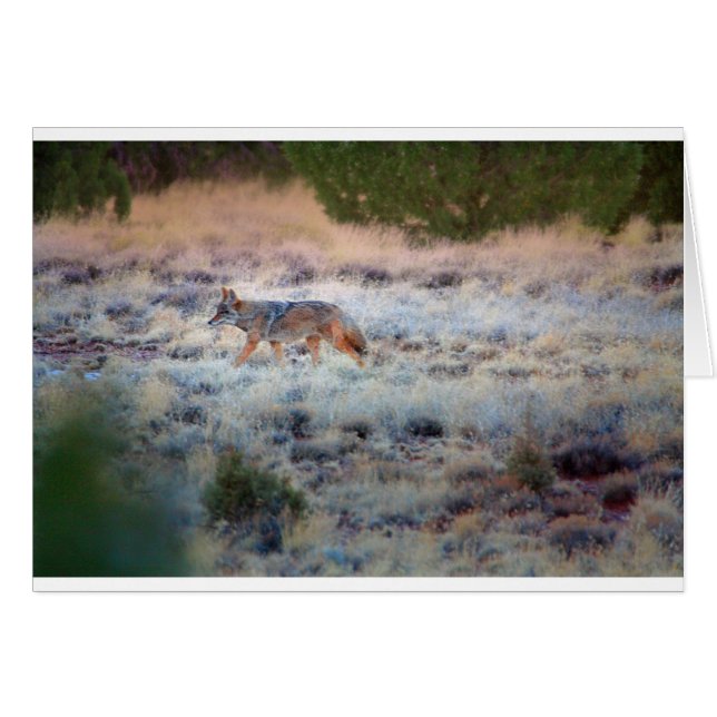 Coyote au crépuscule (Devant horizontal)