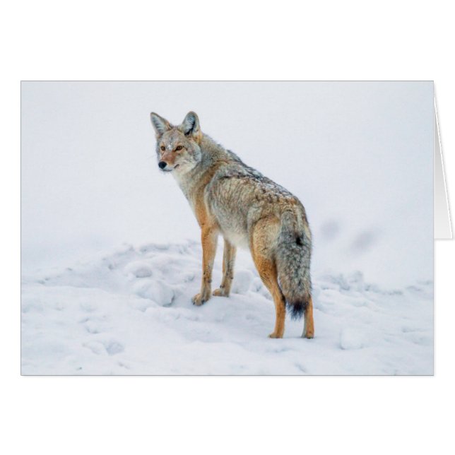 Coyote en alerte dans la neige (Devant horizontal)