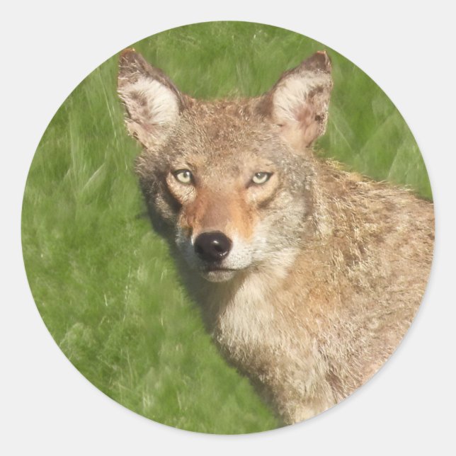 Coyote gros autocollant rond classique (Devant)